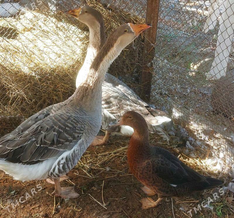 Gus - Бузмеин - img 1