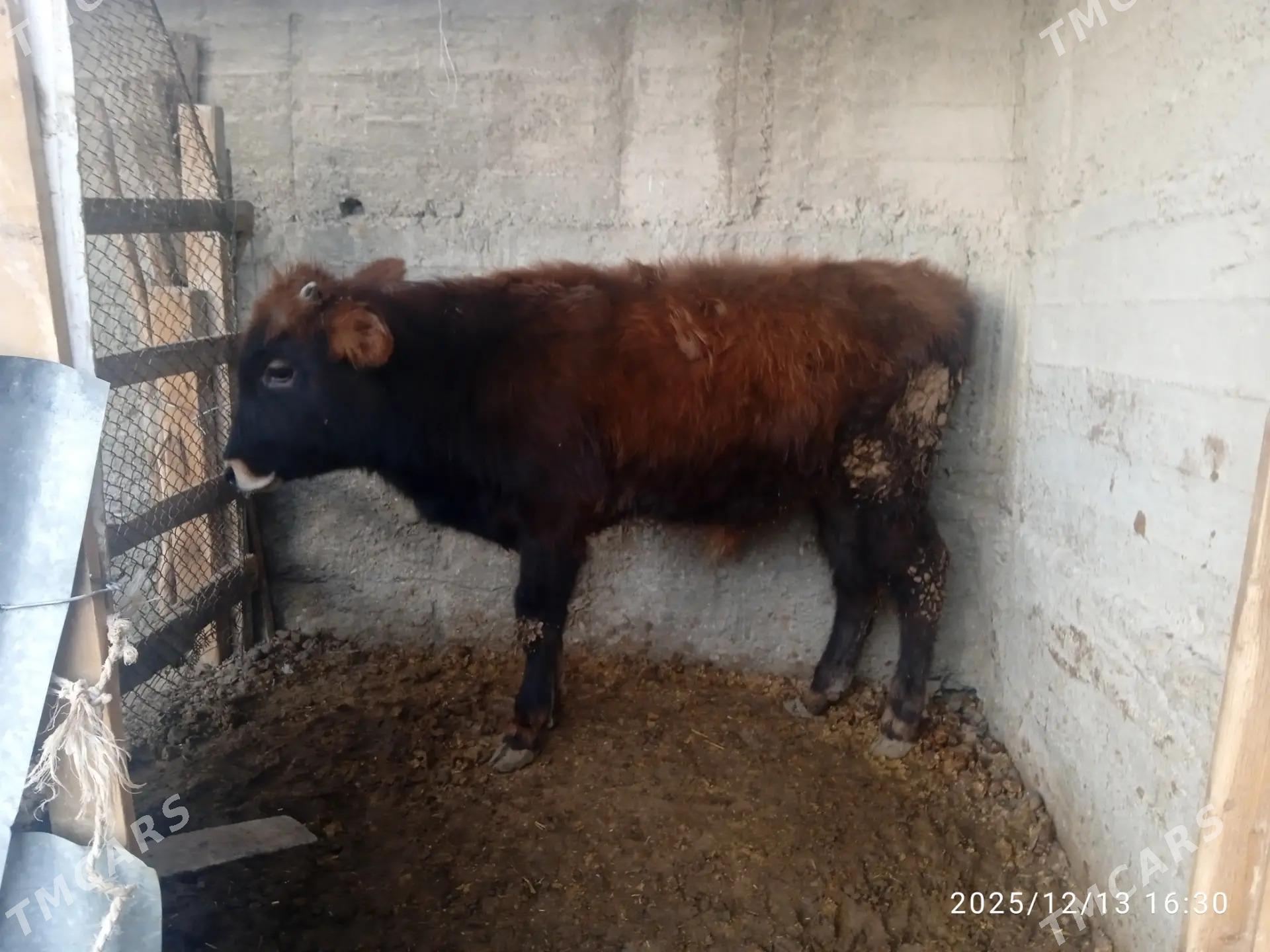 gole - Bereket - img 1