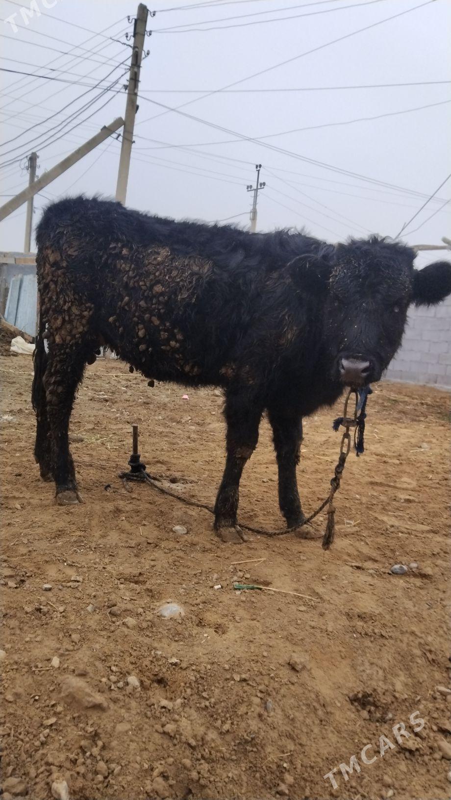 satlyk mal - Гуртли - img 1