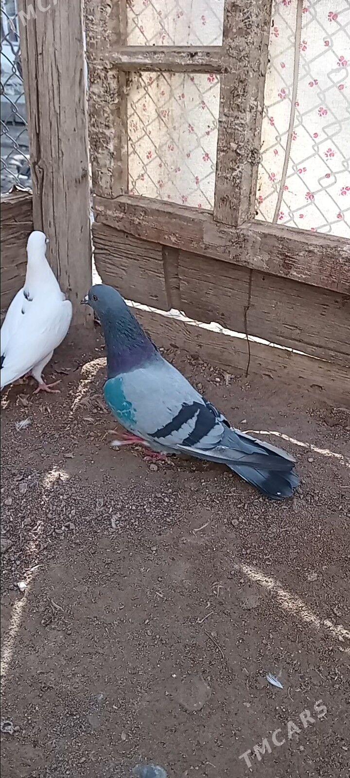 kepderi - Gyzylarbat - img 1