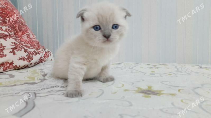 ВИСЛОУХИЕ ШОТЛАНДСКИЕ КОТЯТА - Türkmenabat - img 1