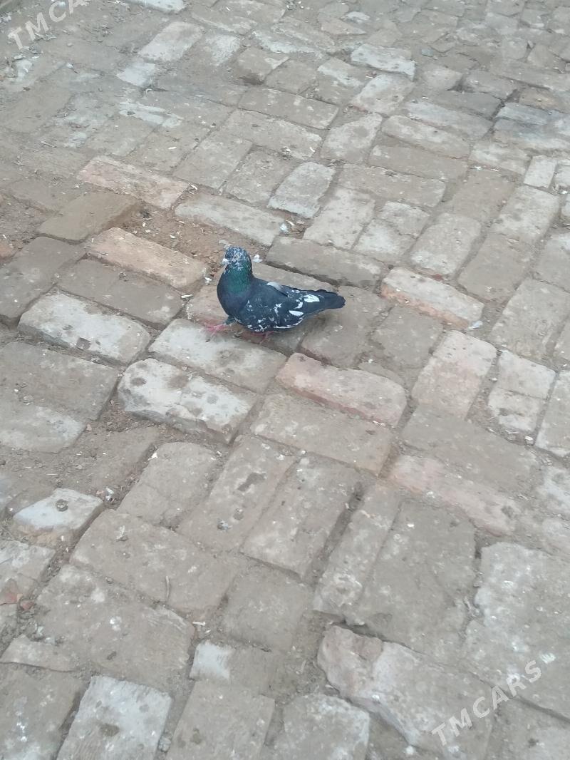 kepter - Türkmenabat - img 1