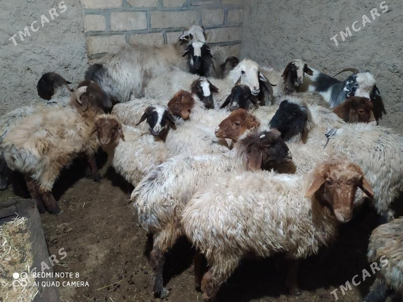 токлы - Гызыларбат - img 1