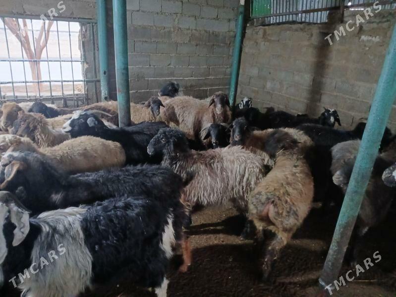 semiz goyun - Ашхабад - img 1