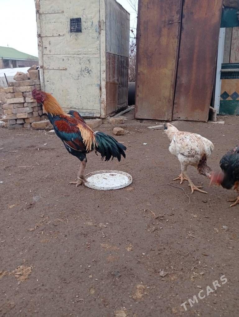 zalatiska horaz soz yok - Türkmenabat - img 1