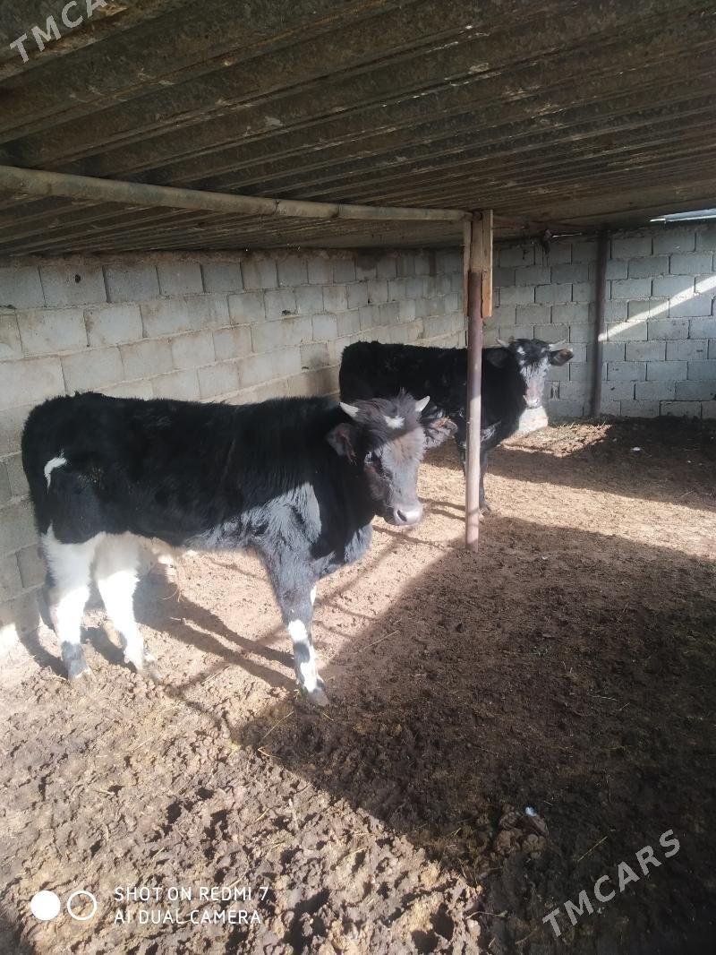 öküzler - Türkmenbaşy - img 1