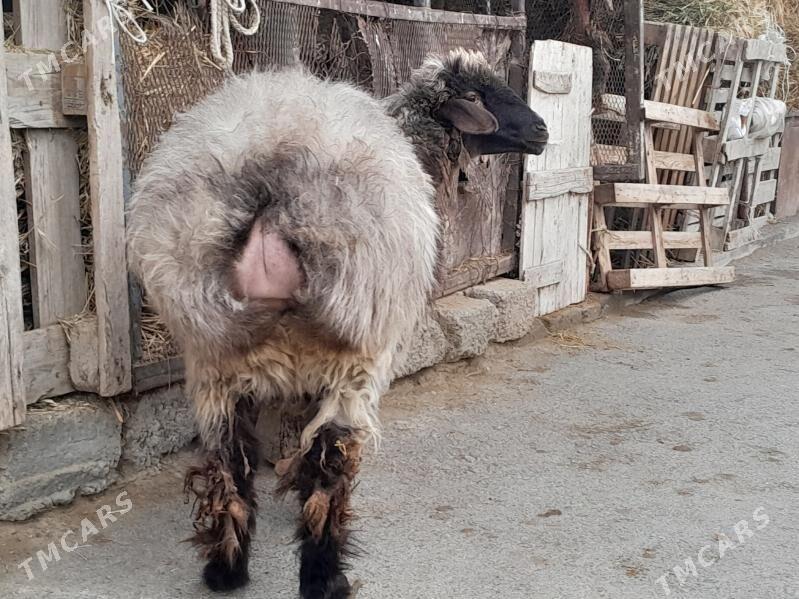 goyun - Гёкдепе - img 1