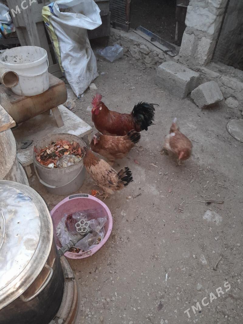 Turkmen arassa tovuk - Balkanabat - img 1