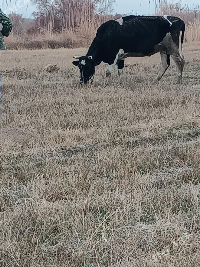 Sygyr - Gökdepe - img 1