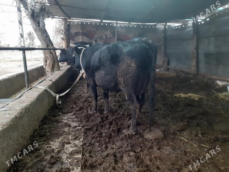 saglyksygyr - Sakar - img 1