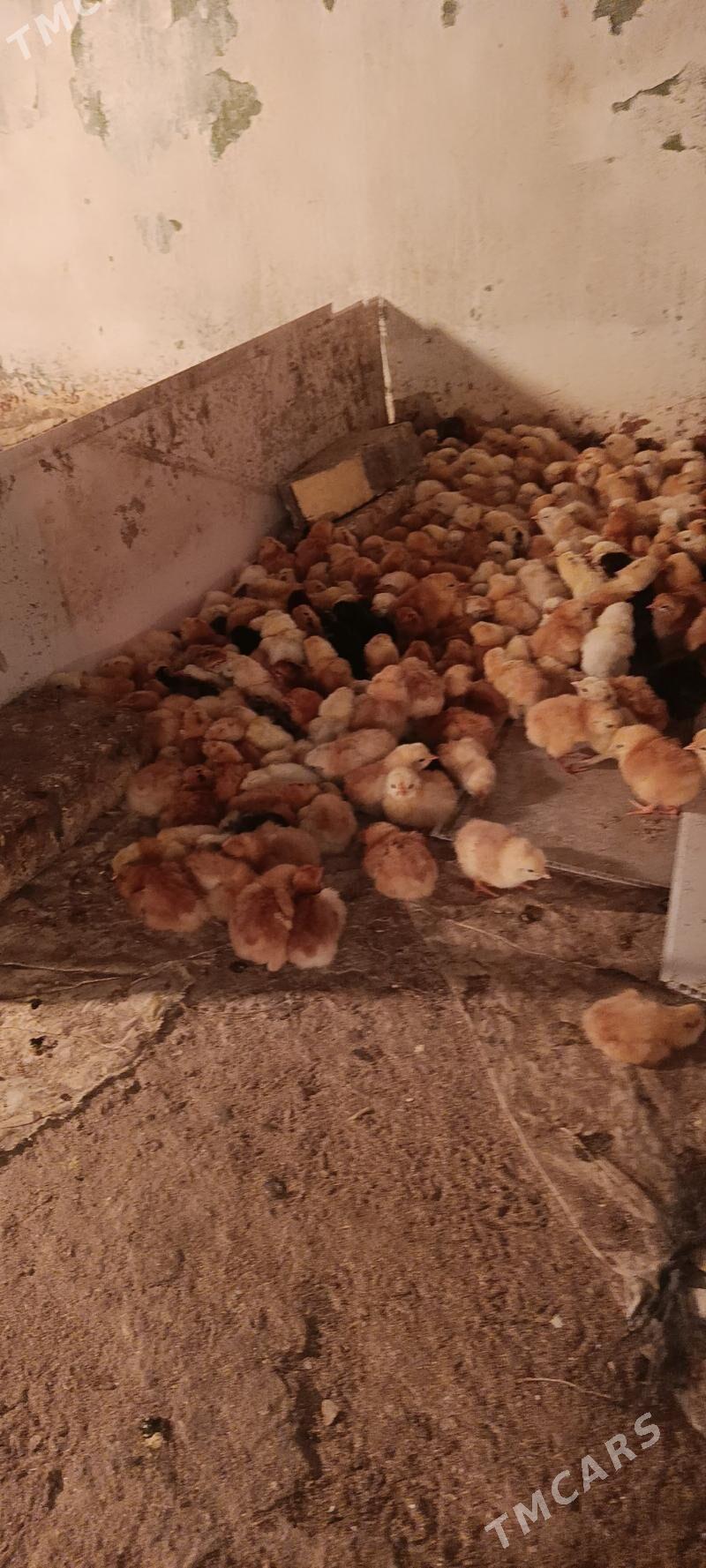 towuk jüje - Baýramaly - img 1