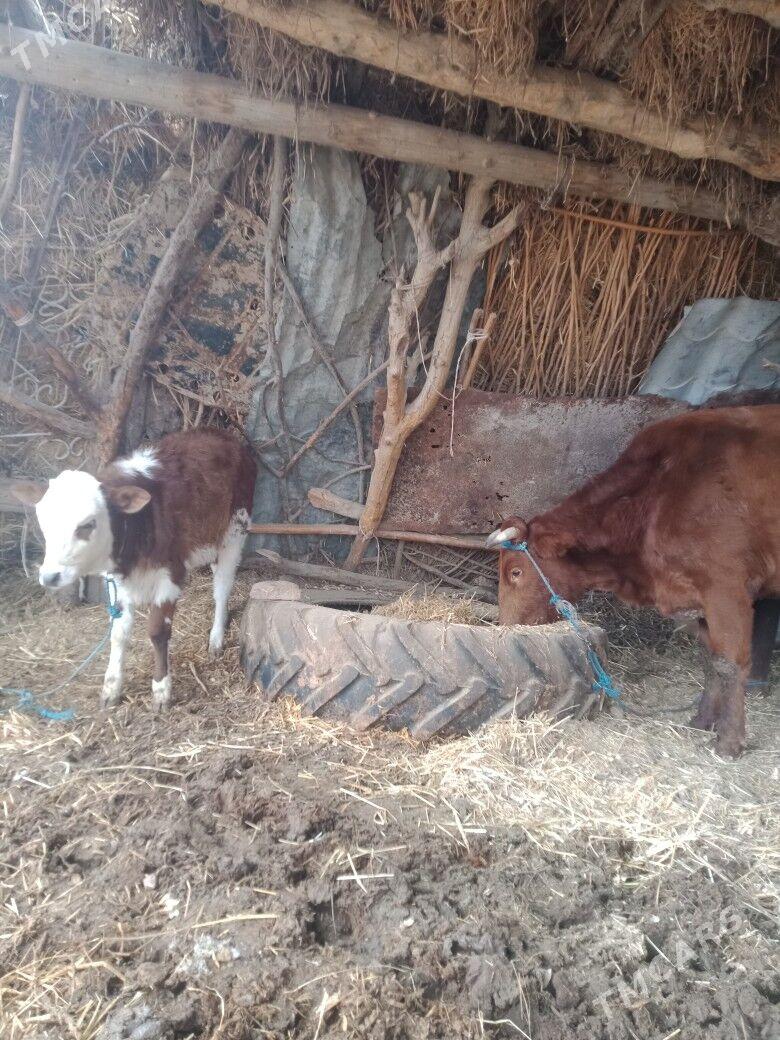 Saglyk - Çärjew - img 1