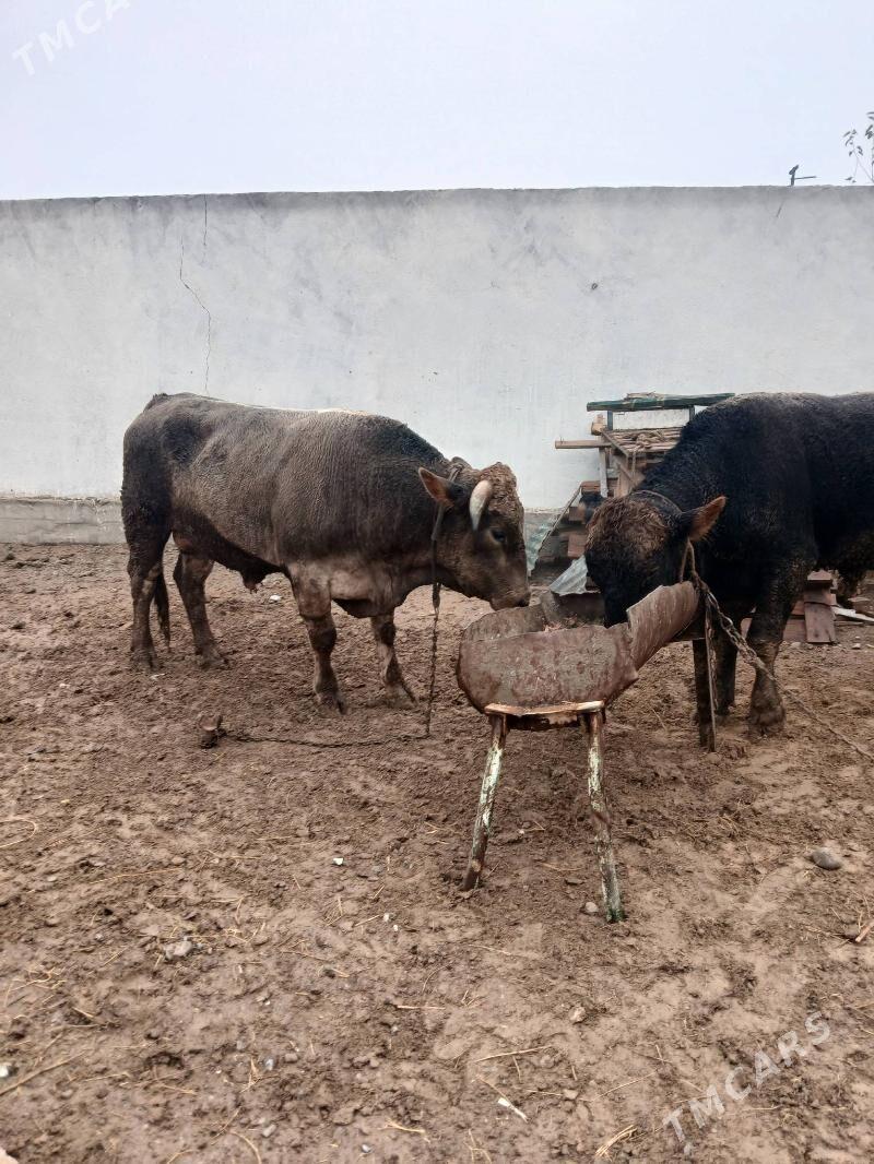 okuz - Анев - img 1