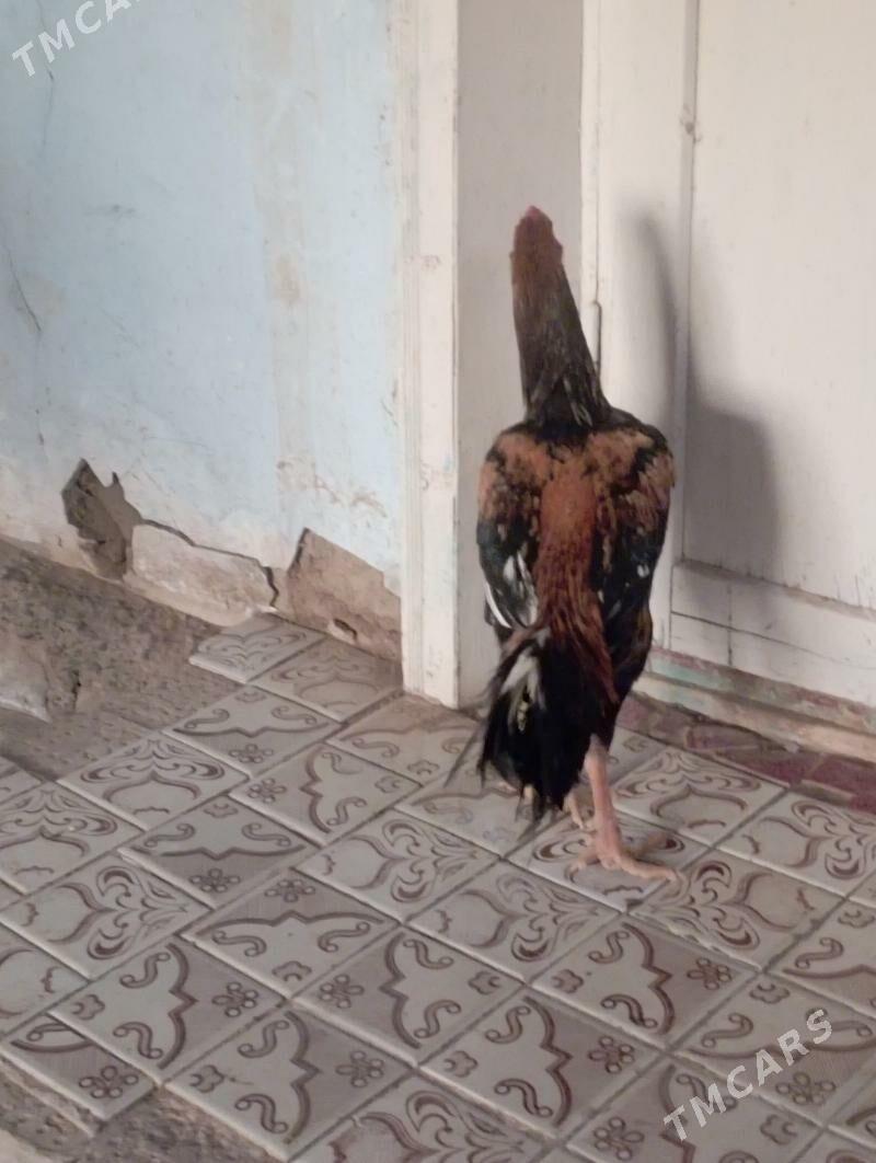 horaz - Darganata - img 1