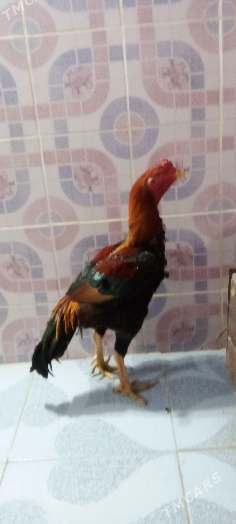 Baýes Horaz - Векильбазар - img 1