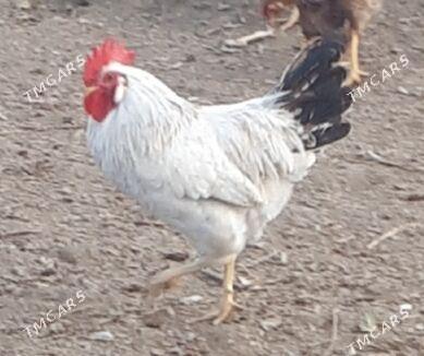 Horoz - Gökdepe - img 1