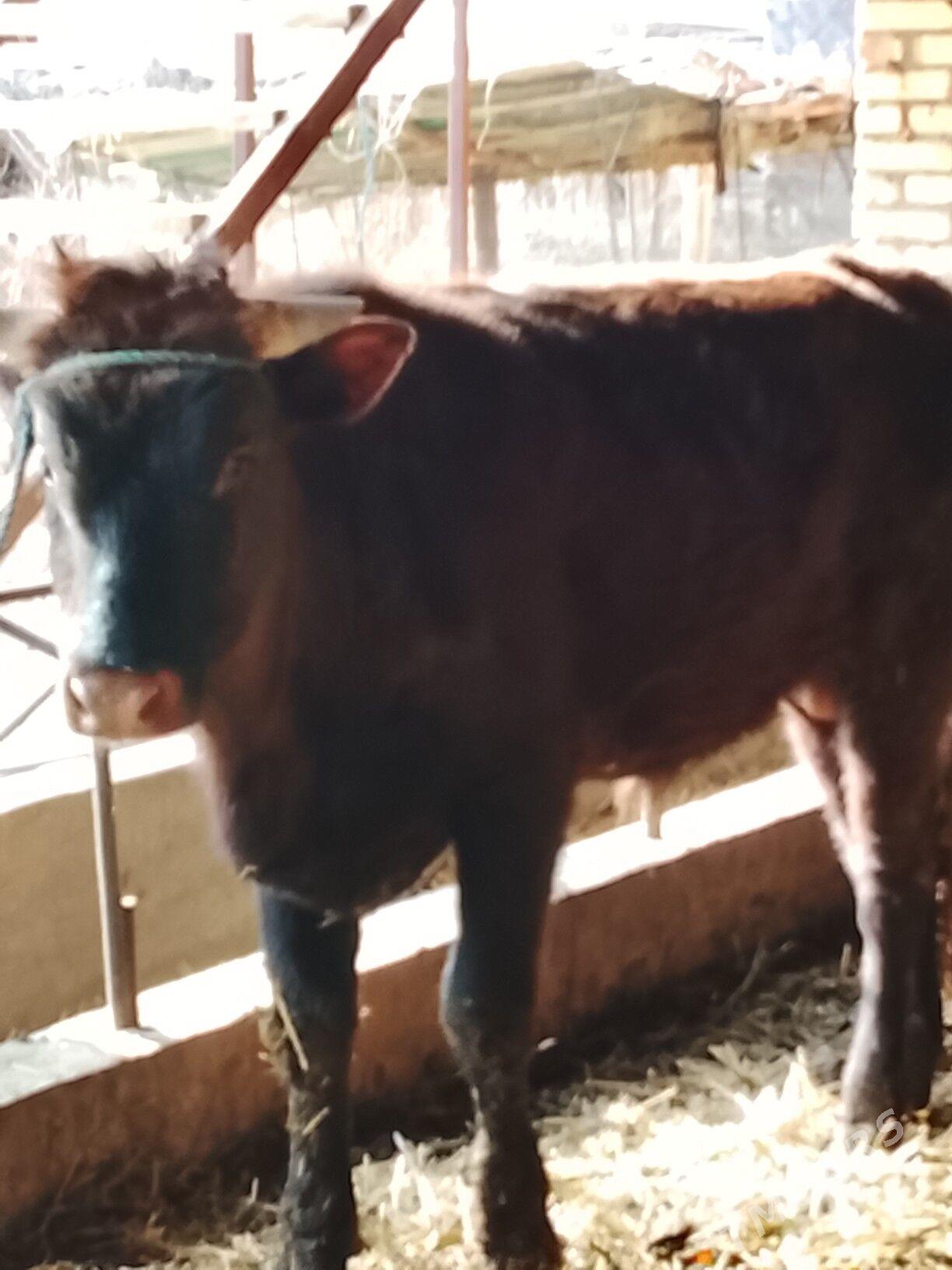 okuz - Дянев - img 1