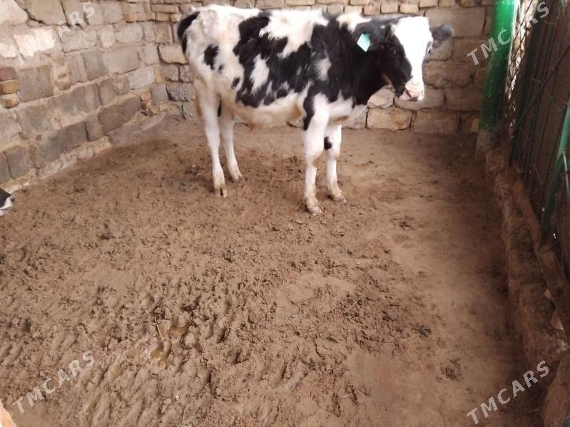 GALIŞTEY OKÜZ - Aşgabat - img 1