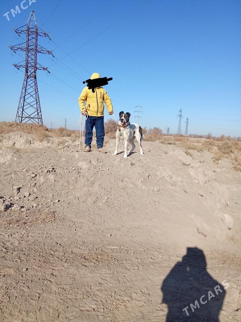 alabaý - Boldumsaz - img 1