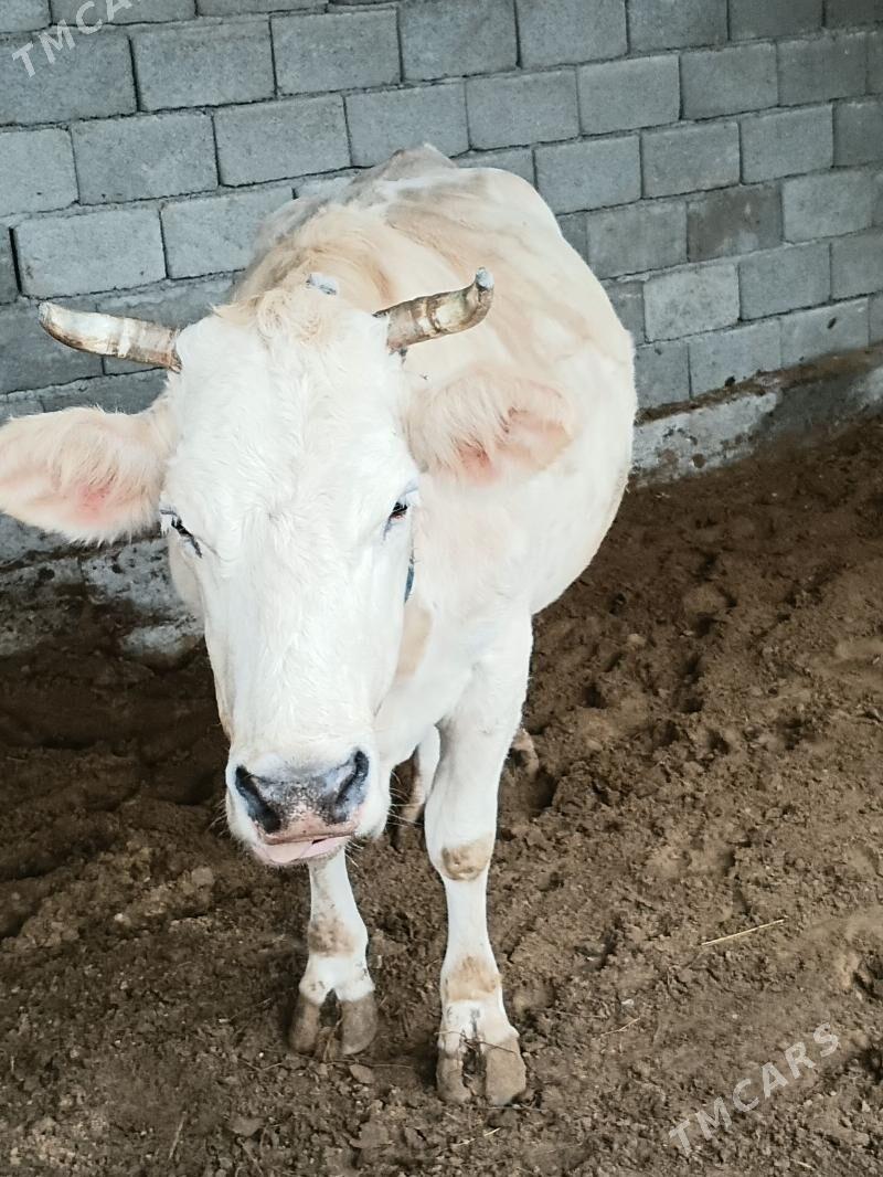 bogoz sygyr - Gökdepe - img 1