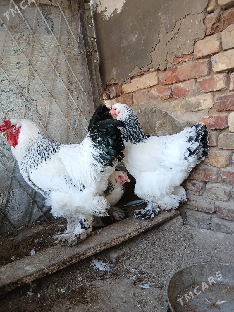 brama - Ашхабад - img 1