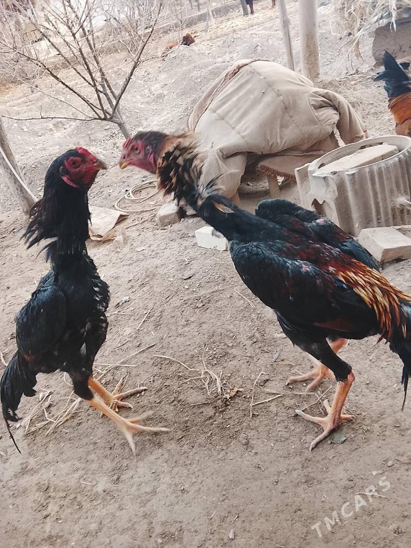 daken juje - Köneürgenç - img 1