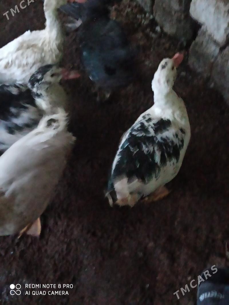 мускуслар - Türkmenabat - img 1