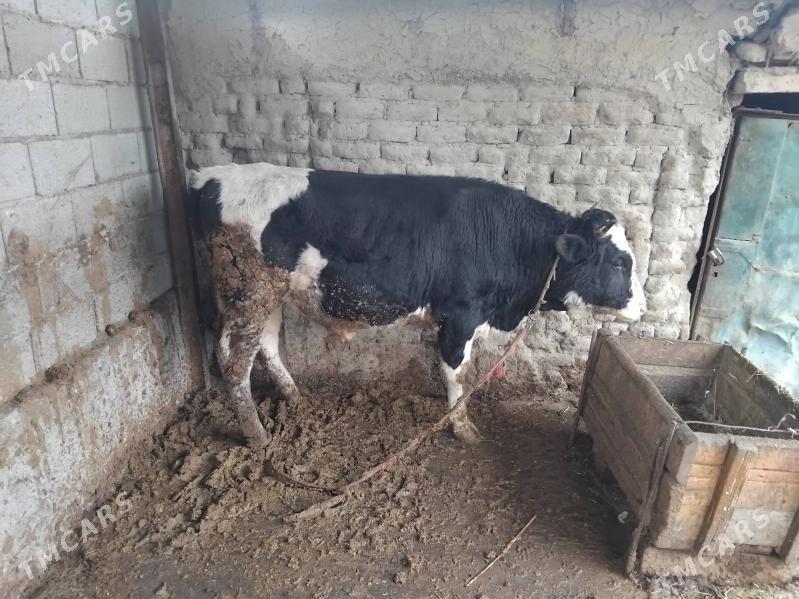 Öküz - Бахарден - img 1