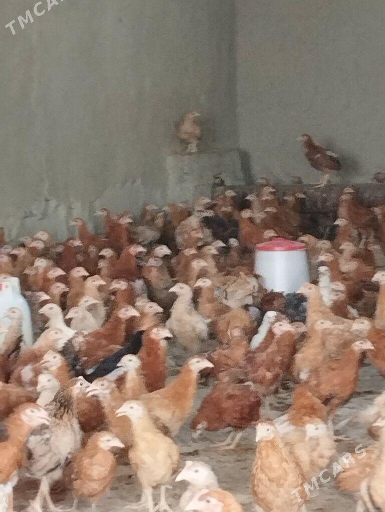 Jüje - Bäherden - img 1