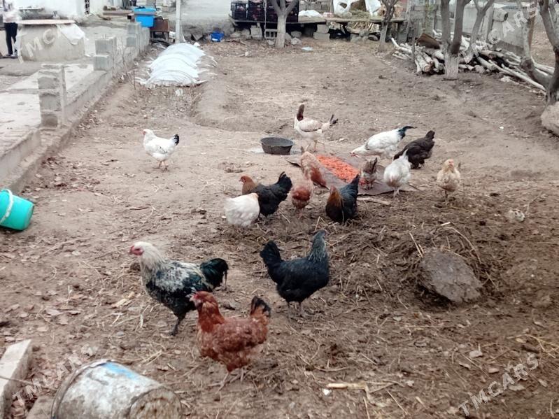 Towuk - Büzmeýin - img 1