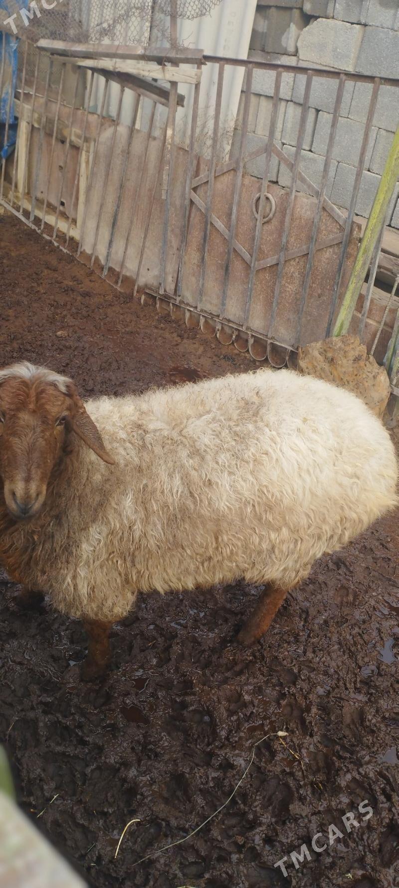 Goyun - Ашхабад - img 1