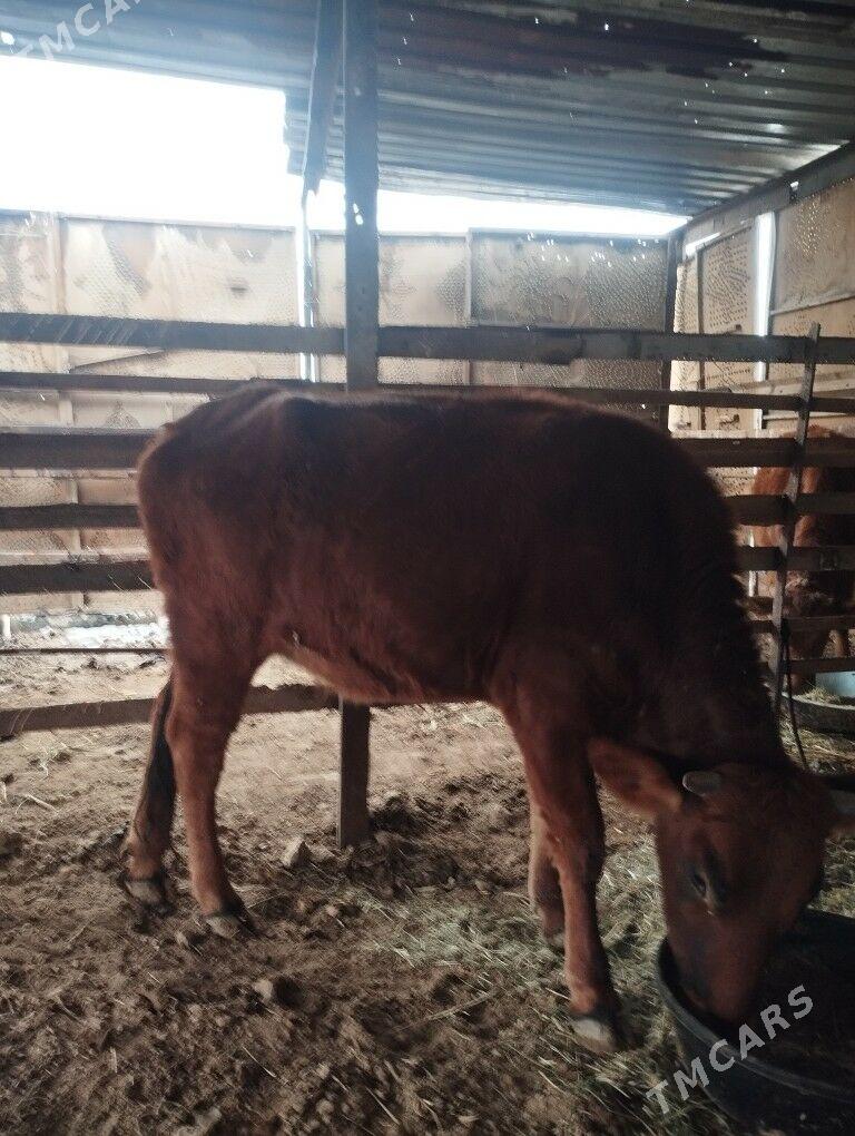 gulajyn - Baýramaly - img 1