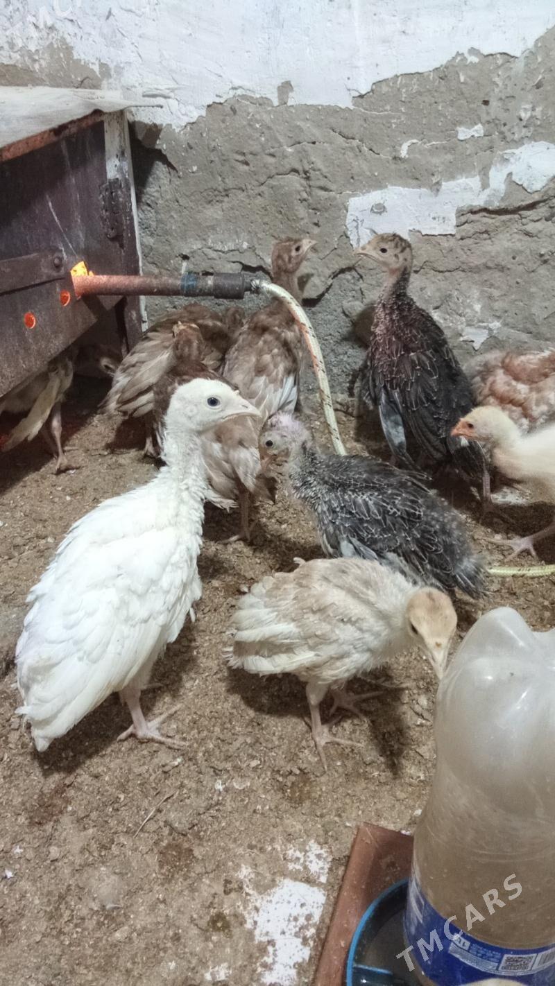 Induk - Херрикгала - img 1