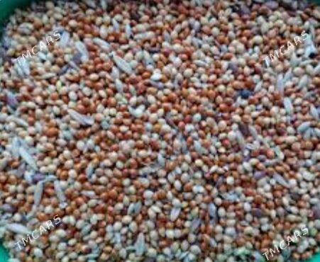 gus ilemleri witaminlari - Aşgabat - img 1