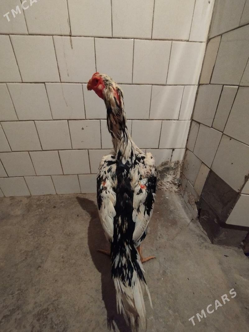 Şamo - Чарджоу - img 1