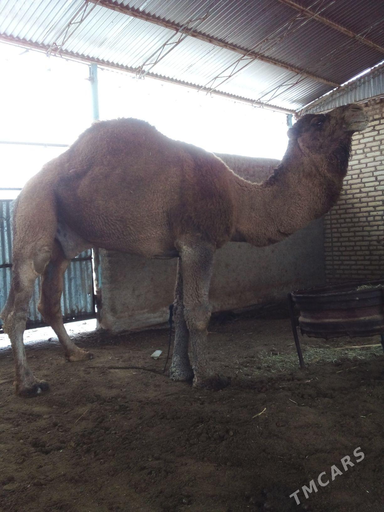 duýe - Мары - img 1