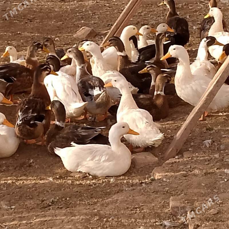 ordek yasylbas - Oguz han - img 1