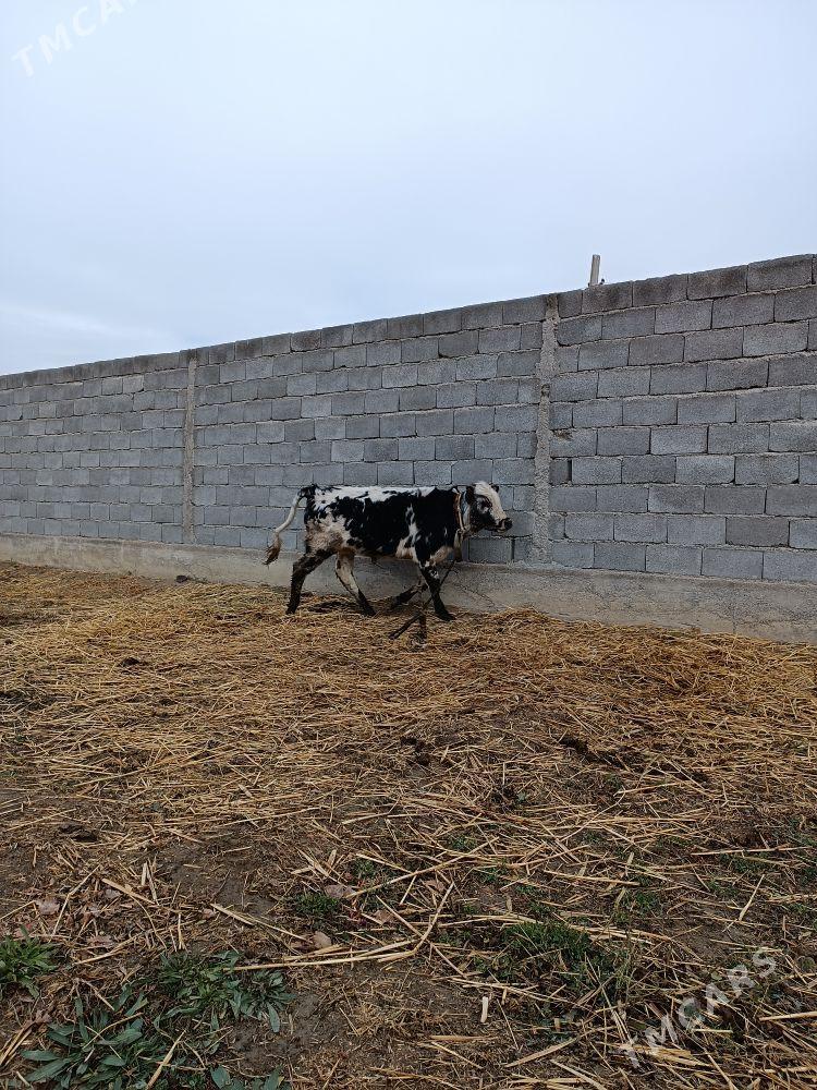 OKUZ - Gökdepe - img 1