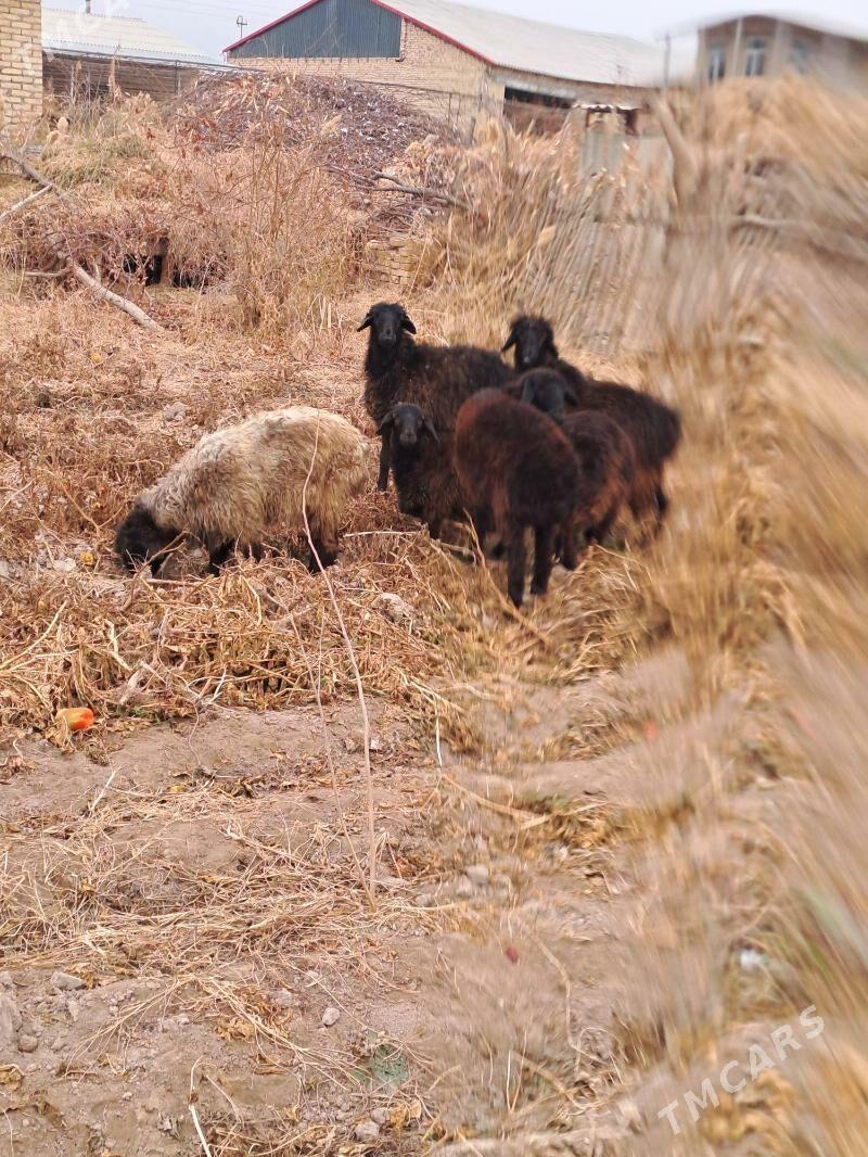 bicikli koçkarlar - Dänew - img 1