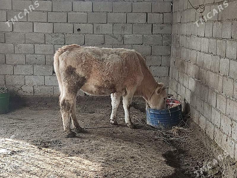 2 sany agyr bogaz tuwe - Gökdepe - img 1