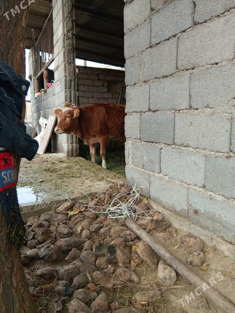 Tohum tuwe - Ýaşlyk - img 1