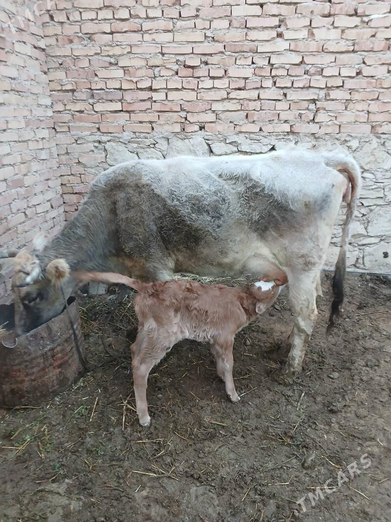 goleli sygyr - Гызыларбат - img 1