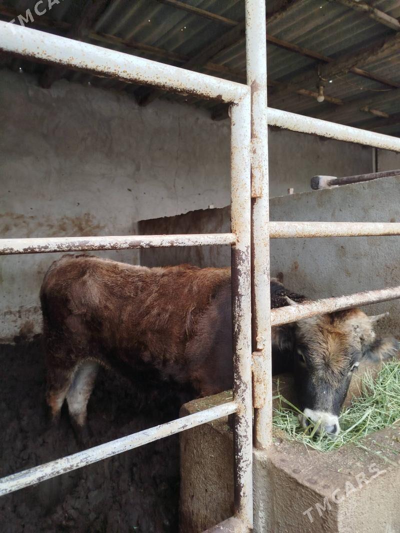 ÖKUZ - Херрикгала - img 1