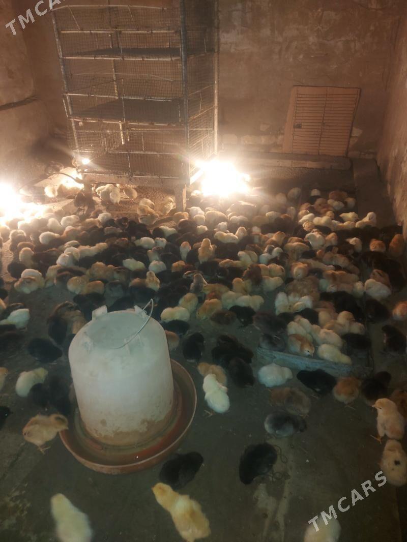 MESTNY TOVUK juyje - Туркменабат - img 1