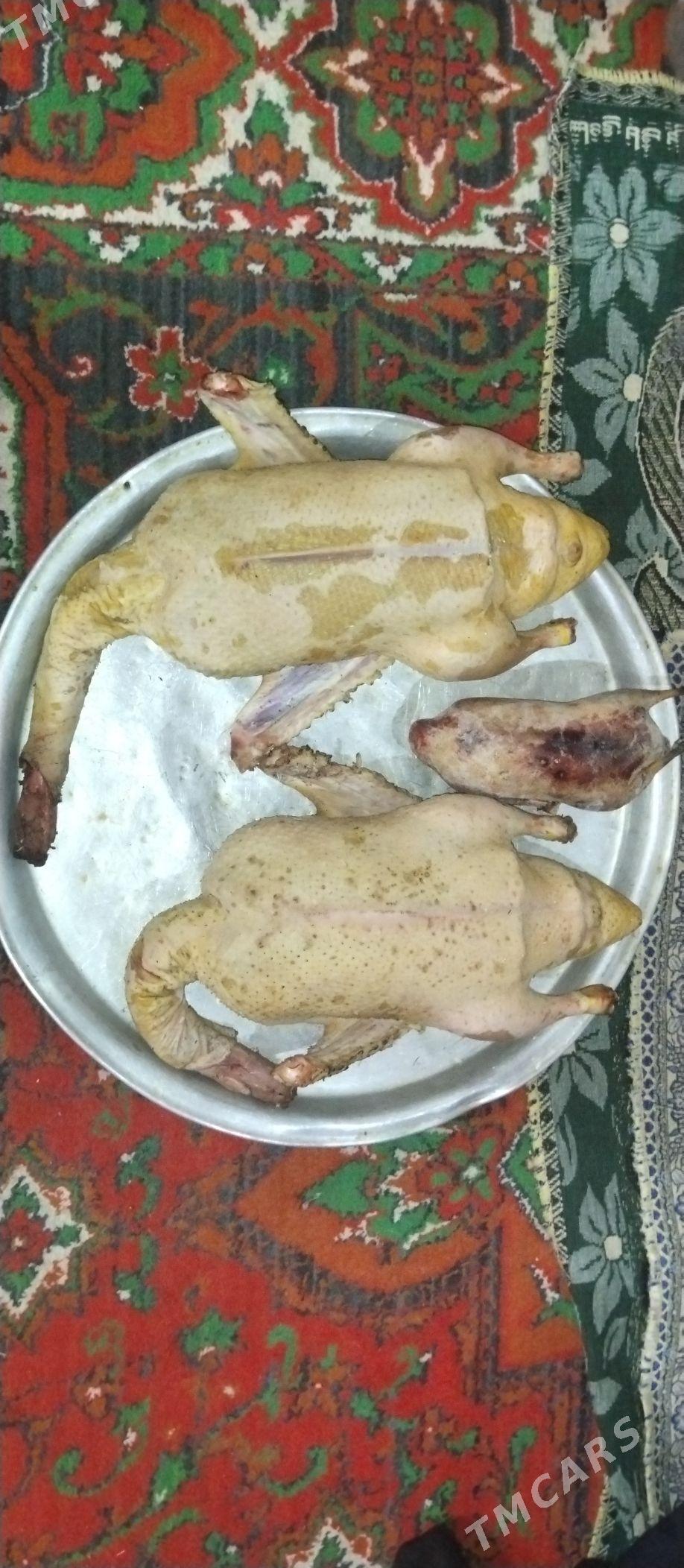 indoutga - Туркменбаши - img 1