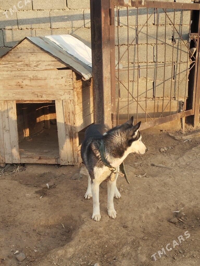 Haski awcarka - Гызыларбат - img 1