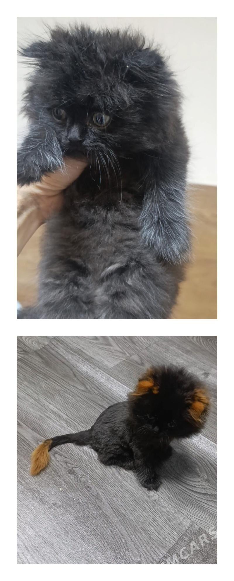 котёнок 1;5 - Türkmenabat - img 1