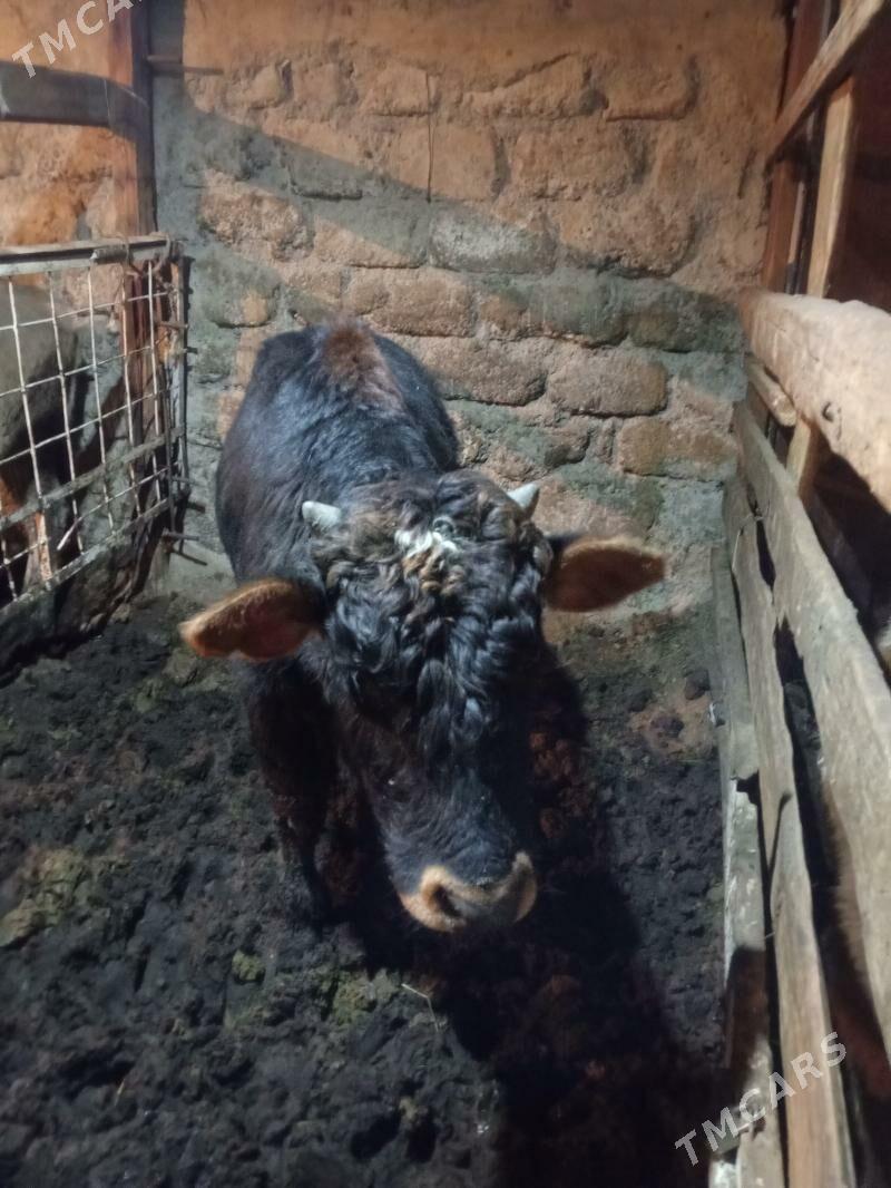 Okuz 13-sany - Ашхабад - img 1