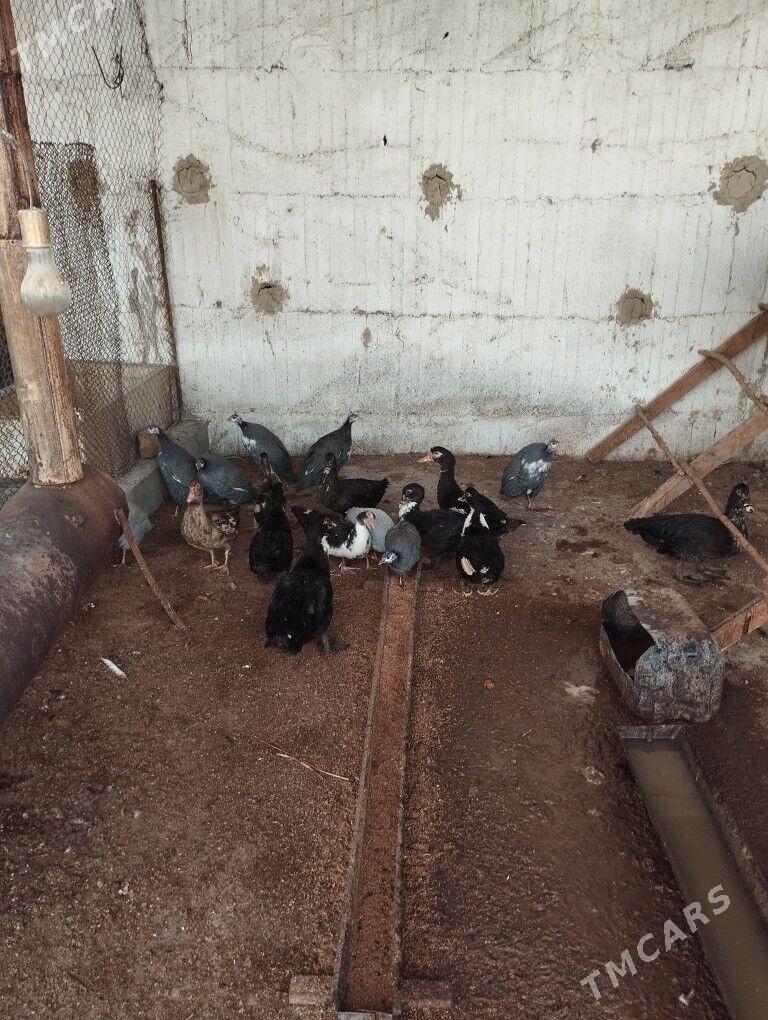 Guşlar - Gökdepe - img 1