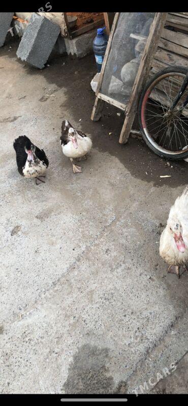 indautga - Чоганлы - img 1